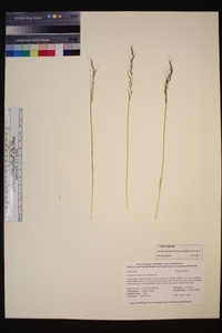 Stipa kingii image